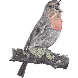Robin, stampa artistica in edizione limitata di un disegno originale a penna e inchiostro, firmato a mano, montato, arte murale, arredamento per la casa, poster, fauna selvatica britannica