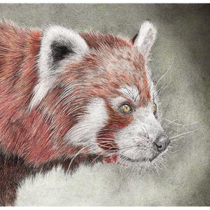 Stampa artistica in edizione limitata di un panda rosso di un disegno originale a penna e inchiostro, firmato a mano, montato, arte murale, poster, arte della fauna selvatica,