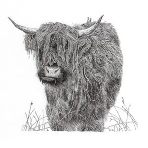 Stampa artistica in edizione limitata di mucca delle Highlands di un disegno originale a penna e inchiostro, firmata a mano, montata, arte murale, poster, arte della fauna selvatica