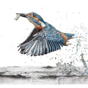 Stampa artistica in edizione limitata di Kingfisher di un disegno originale a penna e inchiostro, firmato a mano, montato, arte murale, poster, arte della fauna selvatica, uccello