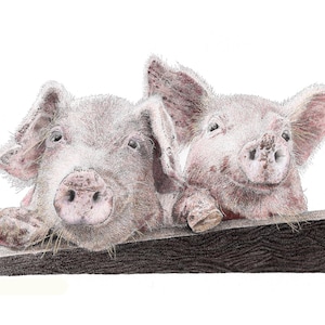 Stampa artistica in edizione limitata di un disegno originale a penna e inchiostro raffigurante un maiale, firmata a mano, montata, arte murale, poster, arte della fauna selvatica, arte agricola,