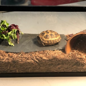 May include: A small tortoise in a glass terrarium with a log hide, a slate rock, and a leafy green salad.