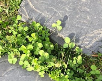 One Slate Steppingstone