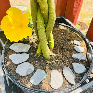 Paquete de 20 losas de pizarra para jardín de hadas: mini piedras naturales para caminos, terrarios y manualidades.