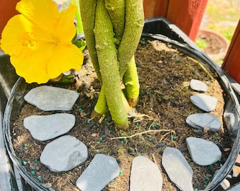 Fairy Garden Slate Steppingstones 20 Pack — Natural Mini Stones for Paths, Terrariums and Crafts