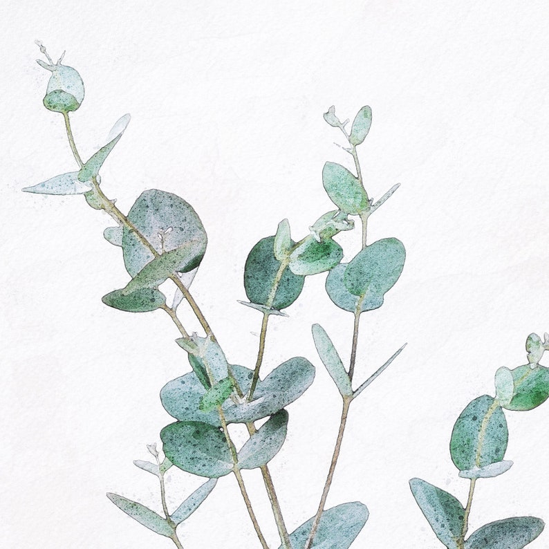 May include: A watercolor painting of eucalyptus branches with green leaves against a white background.