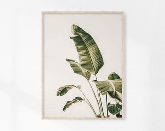 Strelitzia Print, Botanical Printable, Strelitzia Botanical Poster, Plant Foliage Prints, Modern Greenery Prints, Digital Leaf Download