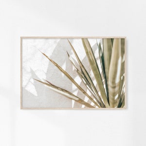 May include: A close-up of a plant with long, thin leaves against a white wall. The leaves are a light green color and have a slightly textured surface. The light from a window casts shadows on the wall behind the plant.