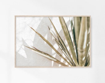 May include: A close-up of a plant with long, thin leaves against a white wall. The leaves are a light green color and have a slightly textured surface. The light from a window casts shadows on the wall behind the plant.