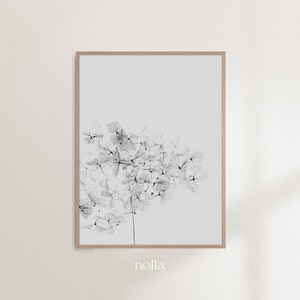 May include: A black and white photograph of a delicate flower with intricate details, printed on a white background and framed in a light wood frame. The word "nolla" is printed below the image.