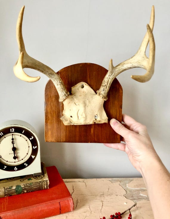 ヴィンテージの7角の鹿の角、木に取り付けられています - Etsy 日本