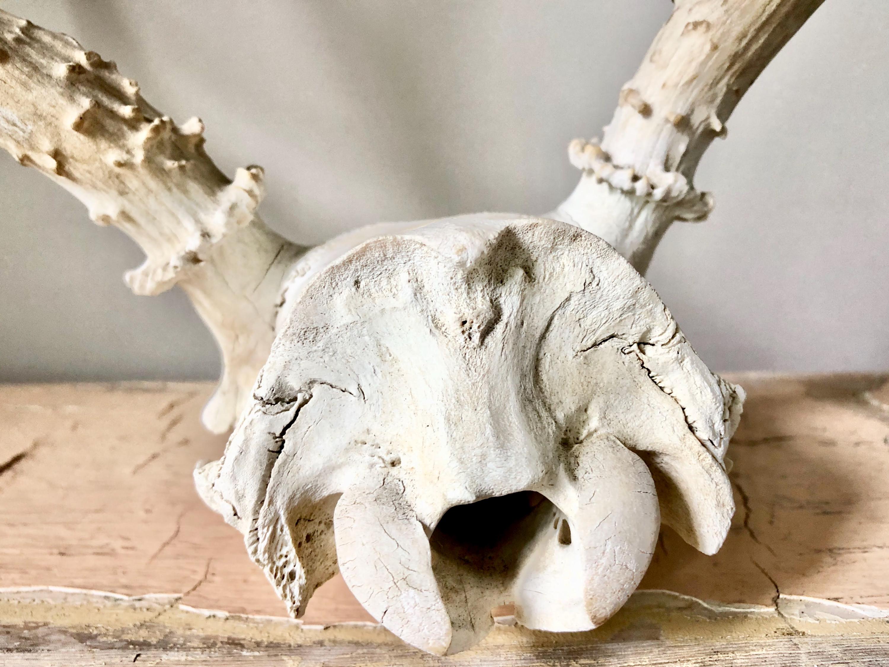 ヴィンテージの8角の鹿の角 - Etsy 日本