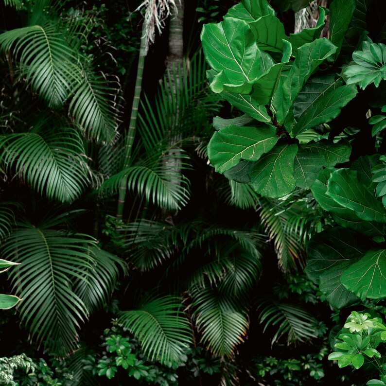 BOTANIC Photo Wallpaper Jungle Decal Mural Wall Print - Etsy