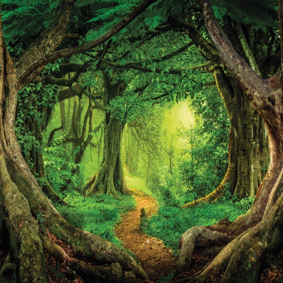 Magical Forest Stock Photos Images and Backgrounds for Free Download