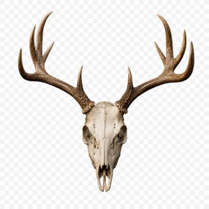 Archivo 3D de cráneo de ciervo realista con astas / Diseño digital de fauna salvaje rústica del oeste
