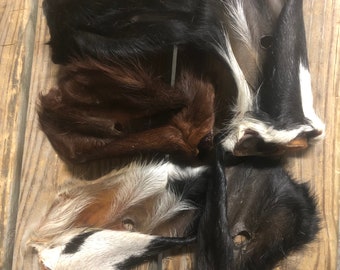 Beef Cow Ears, 10 Pack, Hair on Treats Chews Bone Cow Ear