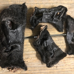 Beef Snouts, Dehydrated , 4 Pack, Hair on Treats Chews Bone Cow nose