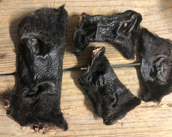 Beef Snouts, Dehydrated , 4 Pack, Hair on Treats Chews Bone Cow nose