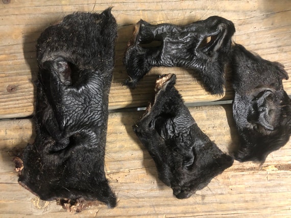 Beef Snouts, Dehydrated , 4 Pack, Hair on Treats Chews Bone Cow nose