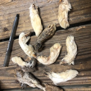 Rabbit Feet FRONT FEET, Dehydrated 10 Pack, Hair on Treats Chews Bone Ear
