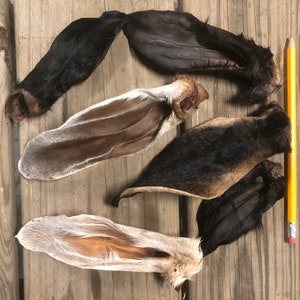 May include: Five rabbit ears, some with fur and some without, are laid out on a wooden surface. A yellow pencil is placed vertically on the right side of the image for scale.