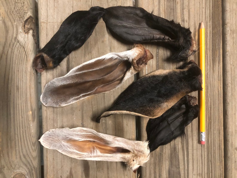 May include: Five rabbit ears, some with fur and some without, are laid out on a wooden surface. A yellow pencil is placed vertically on the right side of the image for scale.