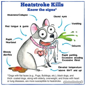 Puede incluir: Una infograf&iacute;a ilustrada titulada "Heatstroke Kills" muestra un perro de dibujos animados con signos de golpe de calor. El texto y las flechas apuntan a s&iacute;ntomas como ojos vidriosos, v&oacute;mitos y jadeo r&aacute;pido. La imagen incluye el texto "Conoce los signos".