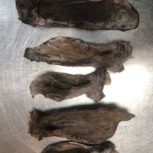 May include: Five dried rabbit ears, all of different sizes, laid out on a silver surface. The ears are brown and furry.