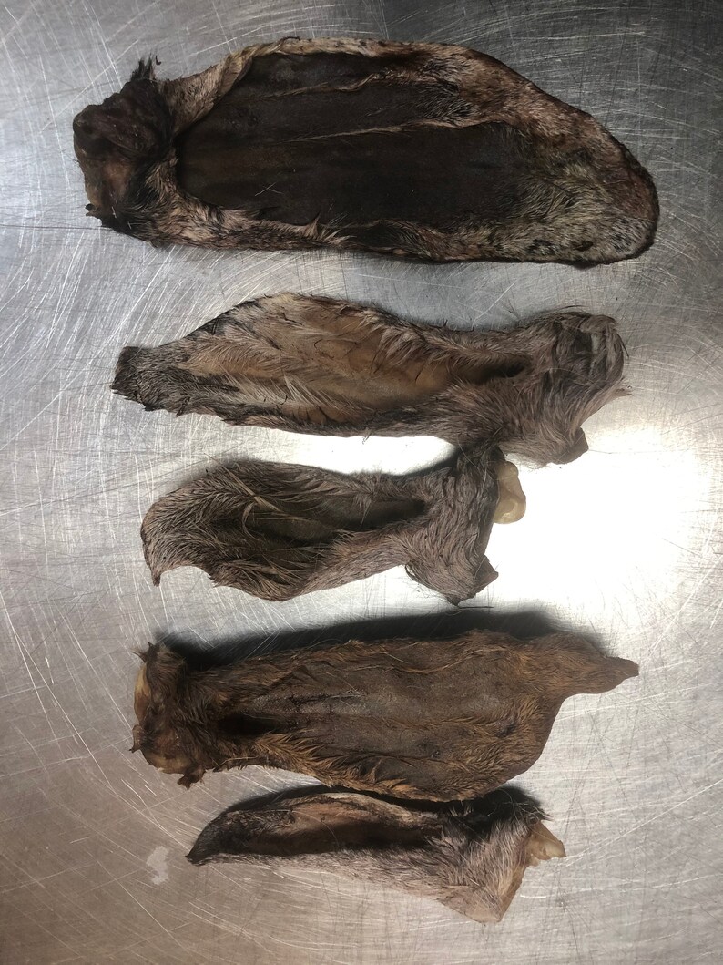 May include: Five dried rabbit ears, all of different sizes, laid out on a silver surface. The ears are brown and furry.