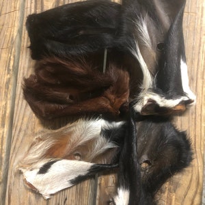 May include: Four cow ears, two black and white, one brown and white, and one black. The ears are all trimmed and have holes punched in them.
