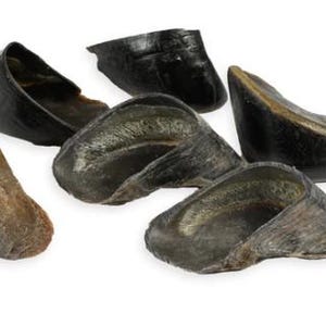 Könnte beinhalten: Sechs dunkelbraune Kuhhufe, einige mit einem helleren braunen Innenraum, liegen auf einem weißen Hintergrund. Diese Hufe sind ein natürlicher Kausnack für Hunde.