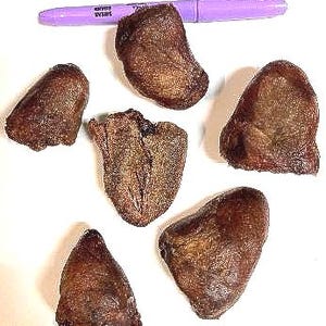 May include: Six irregularly shaped, brown objects with a glossy finish are arranged on a white surface. A purple Sharpie marker lies across the top of the image. The objects appear to be natural, possibly seeds or stones.