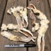 Rabbit Ears, Dehydrated 10 Pack, Hair on Treats Chews Bone Ear - Etsy