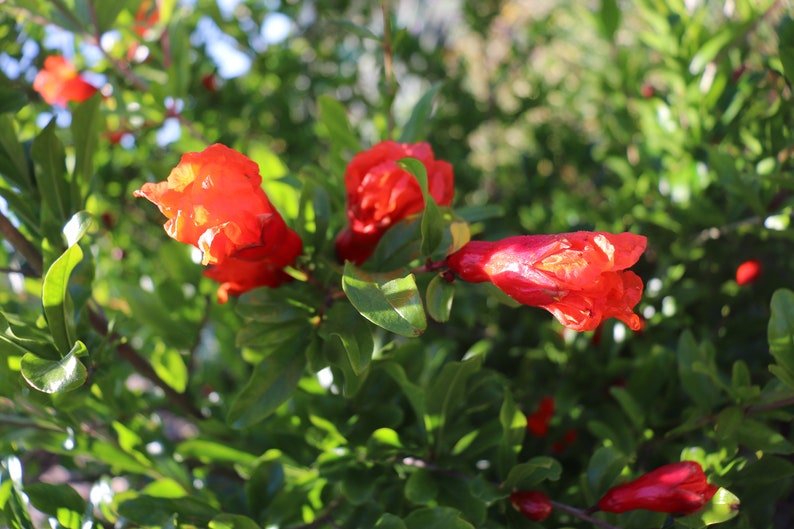 Fleishman Pomegranate Cuttings 6 to 8 inches long Plant Cutting Plant Start image 8