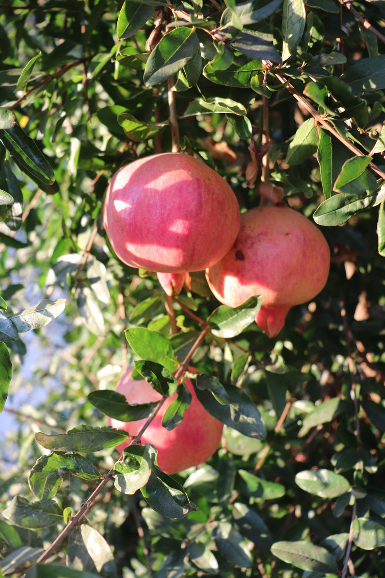 Fleishman Pomegranate Cuttings 6 to 8 inches long Plant Cutting Plant Start image 1