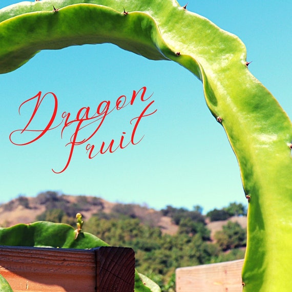 Talea Di Pitaya (Frutto Del Drago) Varietà Bruni – Sapore Dolce Con Note Di Cocco – Da Coltivare