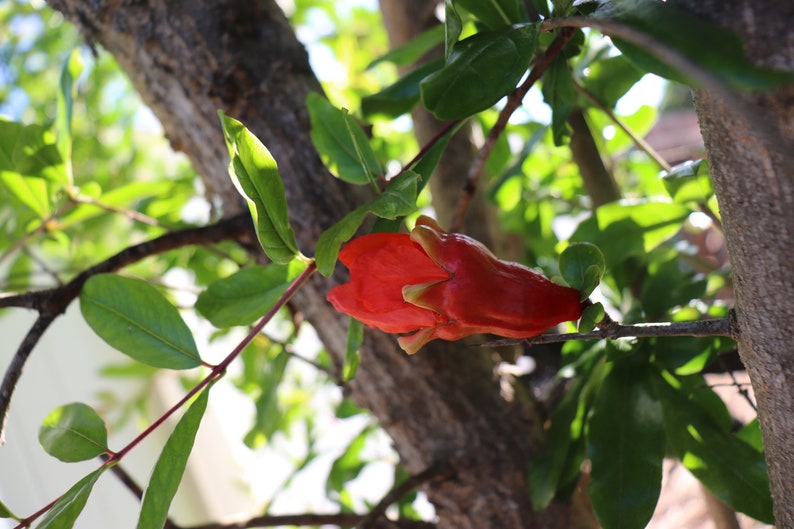 Fleishman Pomegranate Cuttings 6 to 8 inches long Plant Cutting Plant Start image 5