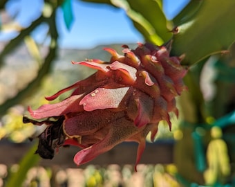 Desert King Dragon Fruit Cuttings