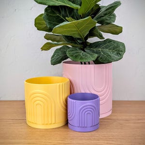 May include: Three cylindrical plant pots in yellow, light pink, and purple, each featuring a raised, embossed rainbow arch pattern on the exterior. The largest pink pot contains a large green fiddle leaf fig plant with broad, dark green leaves.