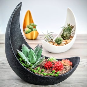 May include: Three black, white, and gold crescent moon shaped planters with different succulents and small plants. The black planter has a green succulent and red flowers.