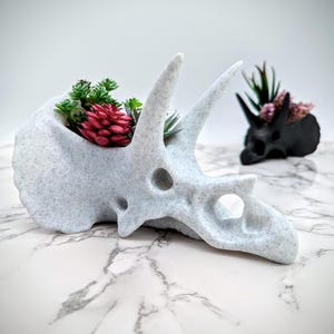 May include: White ceramic dinosaur skull planter with a small succulent plant inside. The planter is speckled with gray and has a rough texture.