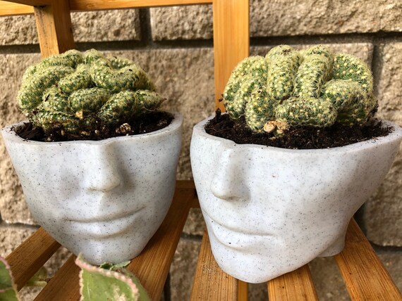 Head Planter - Face Succulent Planters - Woman Head Plant Pots - Home Garden  - Medusa Head Pot - Home Decor - Flower Pot - Housewarming Gift - Etsy
