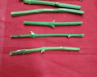 6 Palo NO ME OLVIDE Santería Palo Prenda