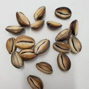 Mano de 21 Caracol Tigre Brown Carmelita Cowrie shells Santeria Ifa Osha Palo Egun