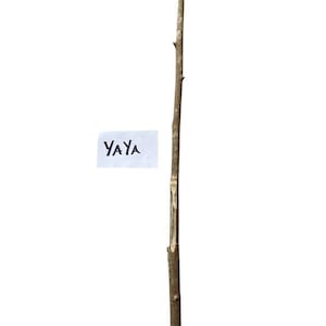 Palo YAYA Santeria Palo Prenda Ifa Caldero