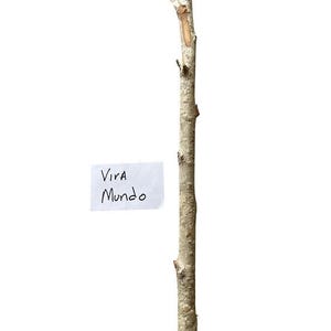 Palo VIRA MUNDO Santeria Palo Prenda Ifa Caldero