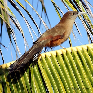 Pajaro Arriero Desecado Carga Prenda Ozain Santeria Ifa Congo Egun Osha