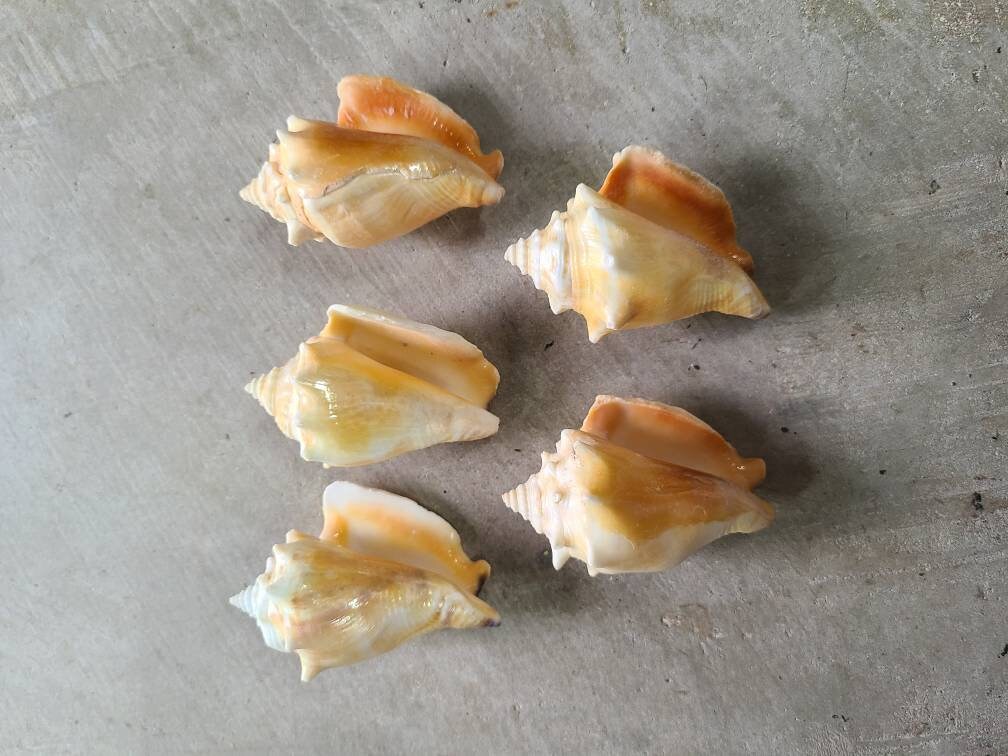5 CONCH SHELL Cobo Sea Shell Decor Beach Ochun Religion Santeria Yoruba ...