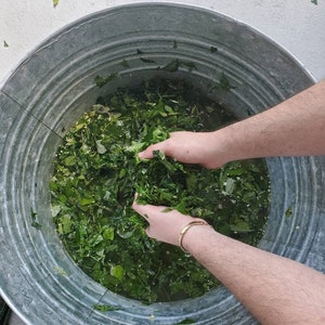 Omiero Umiero De San Lazaro with 4 Herbs Santeria Osha Palo Egun Ifa Orisha Yoruba