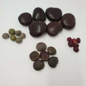 May include: A collection of brown, dark brown, and green seeds. There are also a few red seeds.